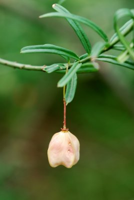 Euonymus nanus 'Turkestanicus' - brslen nízký - plod